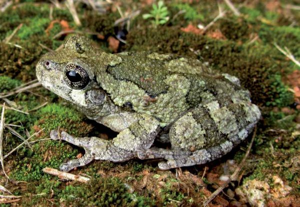 An image of a gray treefrog on moss