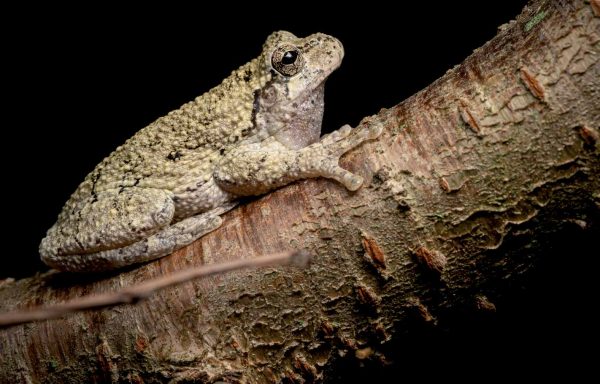 An image of a gray treefrog on a branch