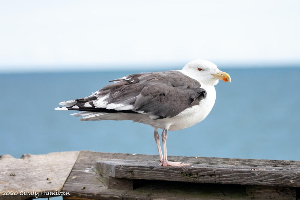 An image of a great black backed gull which is a large white bird with a yellow beak and dark grey wings; this one is standing atop a wooden railing.
