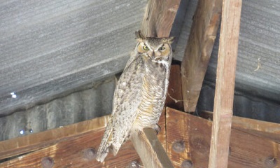 An image of a great horned owl perched in the rafters of a building