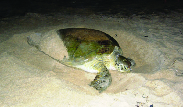 An image of Green sea turtle
