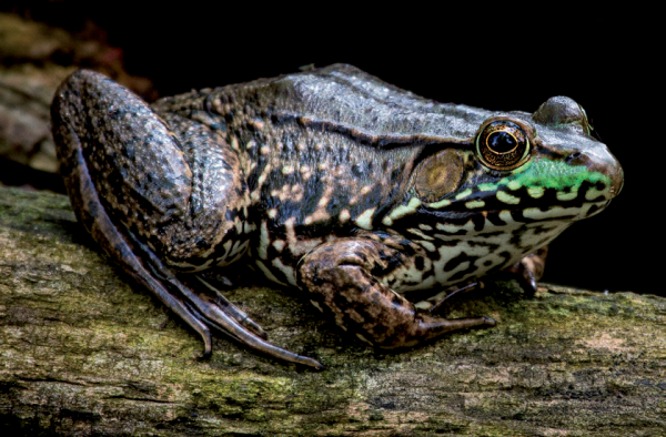 An image of a green frog on a log