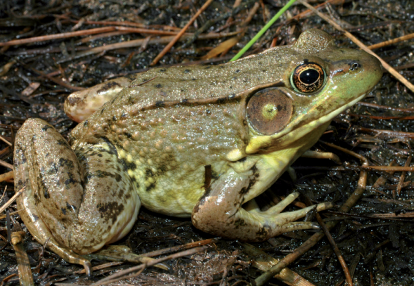 An image of a green frog sitting on the ground