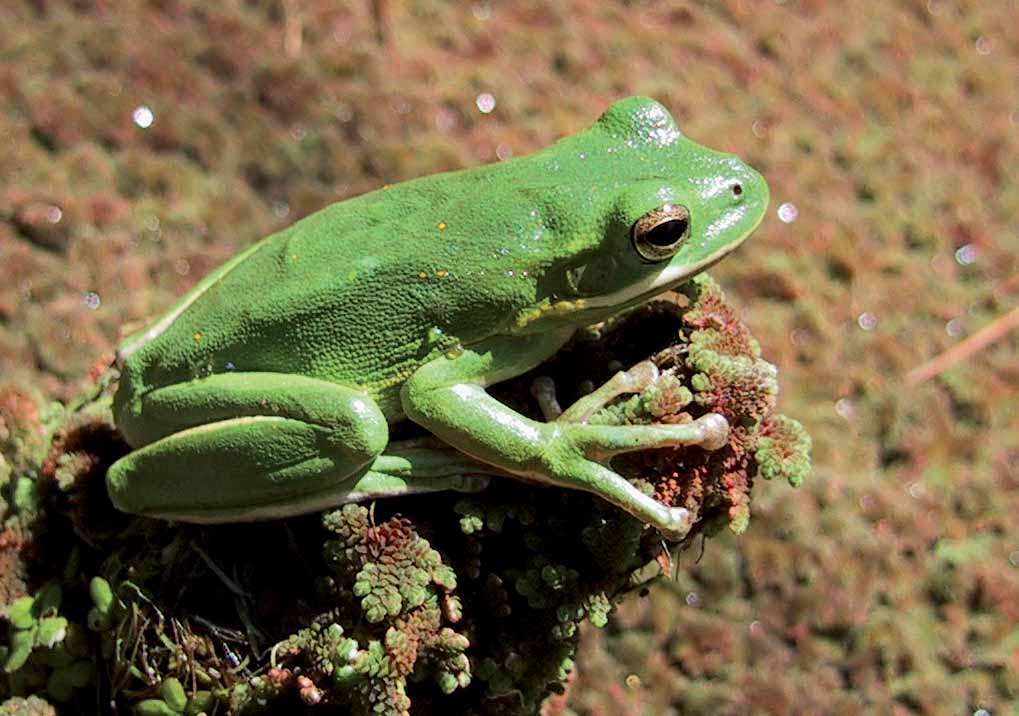 A green tree frog on a log