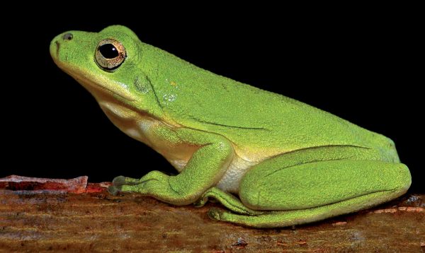 An image of a green treefrog as seen from the side