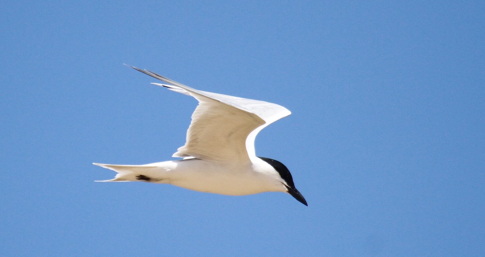An image of a gull billed tern flying; this bird is white with a black crown and beak