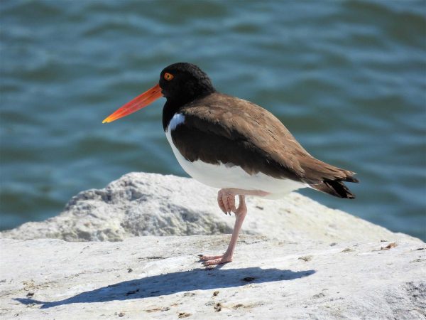 An image of an American oystercatcher on a rock standing upon one foot. these birds are white with a brown back and black head, they have red eyes and an orange beak
