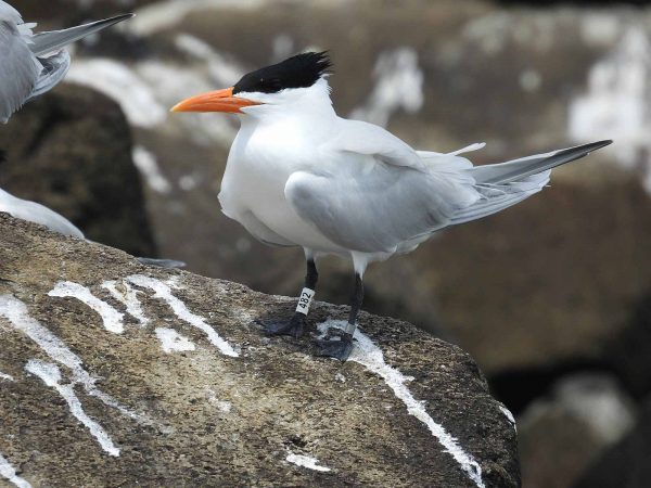 Click to open image of banded royal tern in new tab