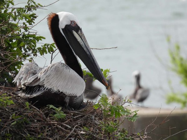An image of a brown pelican on the beach incubating their eggs; these bids are brown with a grey back and white head and large grey beak.