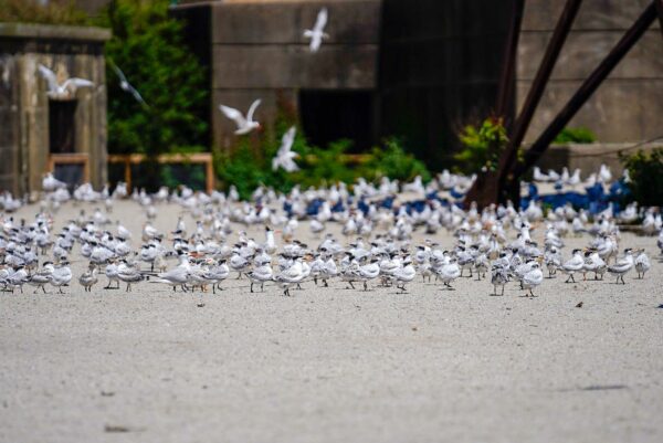 An image of a host of seagulls in front of a metal structure on a beach