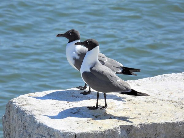An image of a pair of laughing gulls on a rock; these are large white birds with a black tail, grey wings and back and a black head and bill.