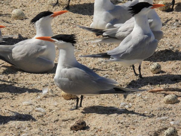 An image of a colony of royal terns on the beach with their eggs; these birds are large and white with grey wings and back, and orange beak, and a black cap with spiked plumage at the back
