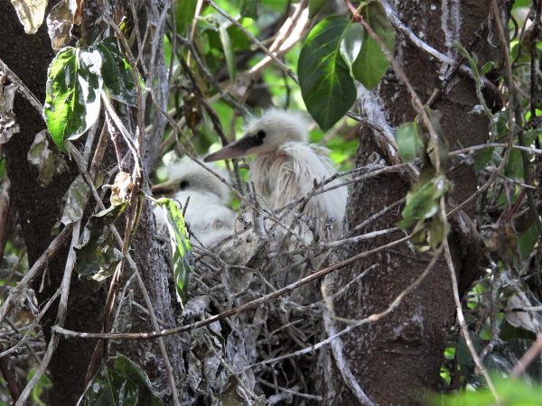 An image of two fluffy snowy egret chicks in a nest.