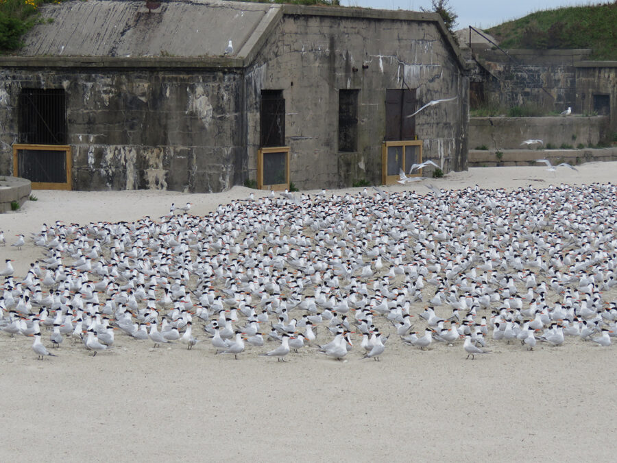 A flock of terns at the new nesting site