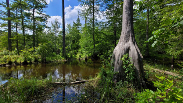 Virginia swamp habitat where Banded Sunfish can be found.