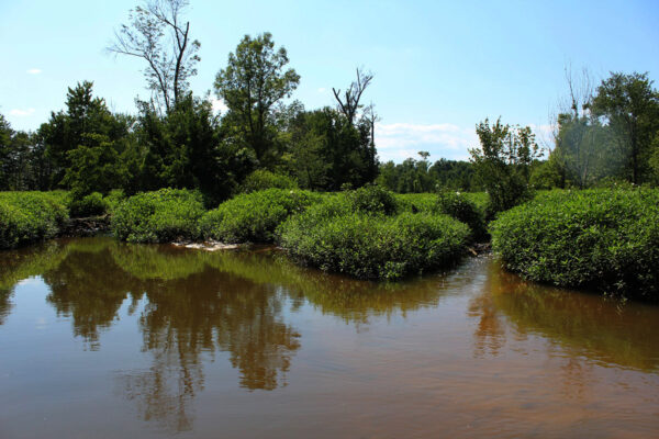 An image of a coastal plain tributary of Virginia; the brackish and foliated habitat is ideal for Pumpkinseeds