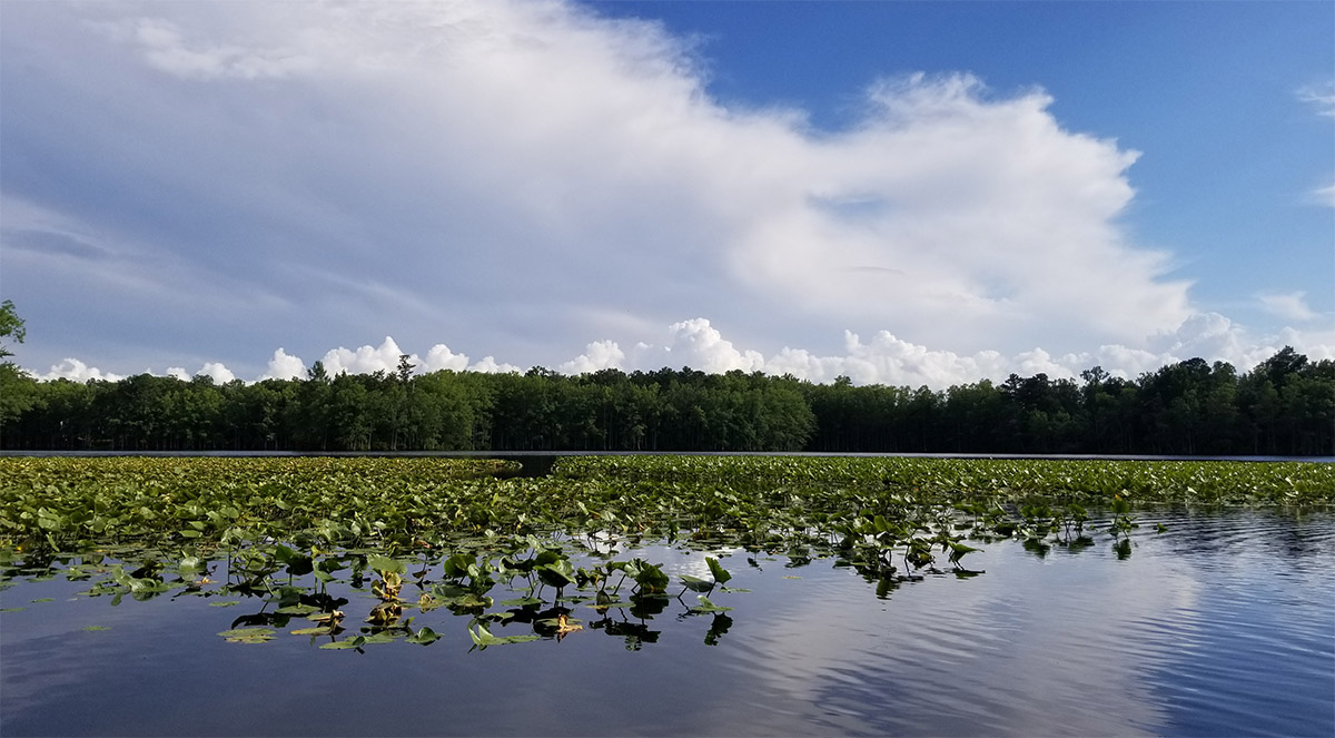 Largemouth Bass | Virginia DWR