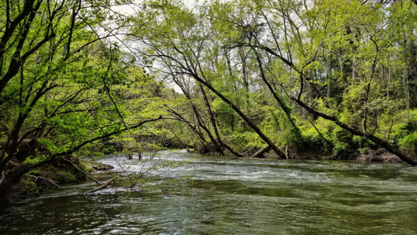 A medium-sized river where Smallmouth Bass can be found.
