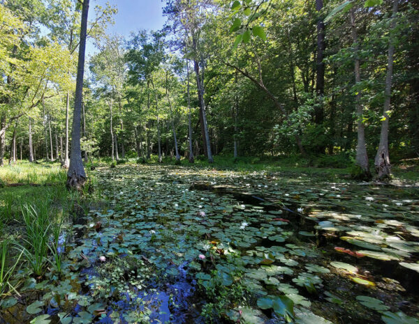 An image of a riparian swamp with thick vegetation which is the ideal habitat for fliers