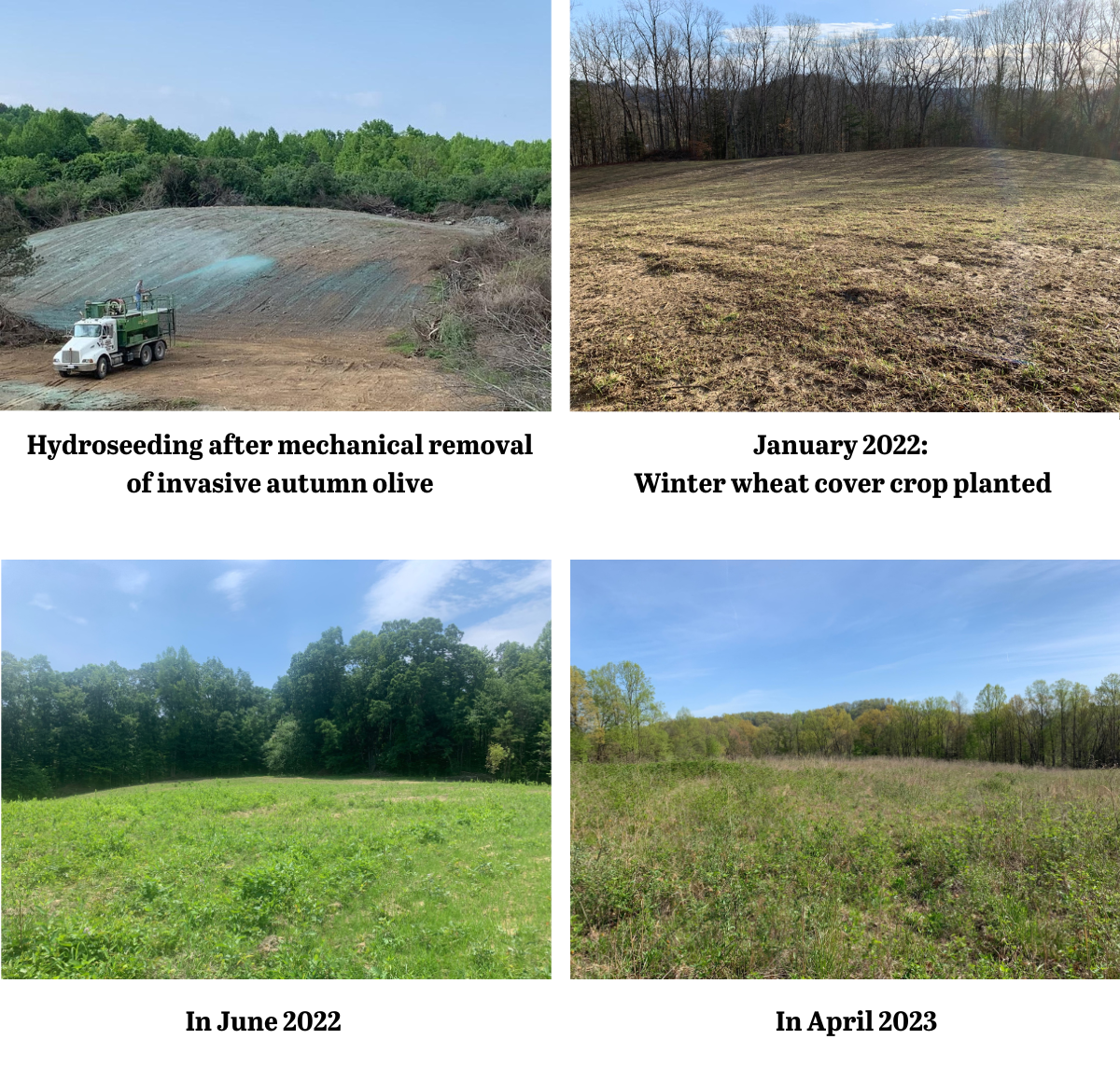 A series of images depicting the elk habitat work done at Breaks interstate park which were funded by the explore the wild sweepstakes. the first image is of hydroseeding after invasive plant removal, the second is of a wheat cover crop that was planted in January 2022, the third is the field as a bright green meadow in June 2022 and the final image is in April 2023 as a mature meadow habitat
