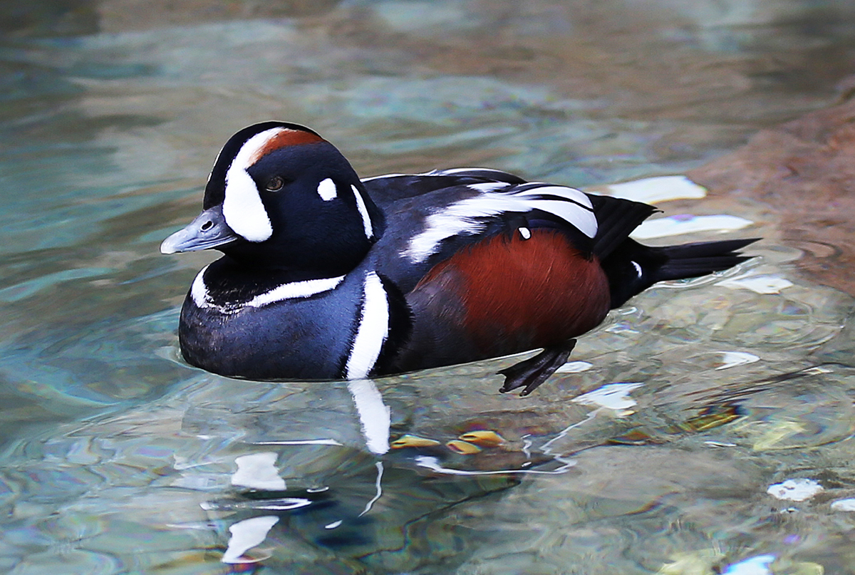 An image of a diving duck; a coastal bird with vibrant red, black and white plumage