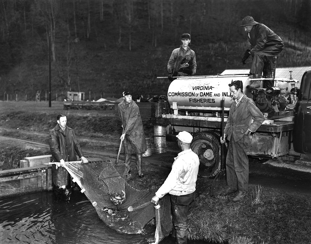 In 1930, DGIF began a trout-stocking program that is still going strong today.