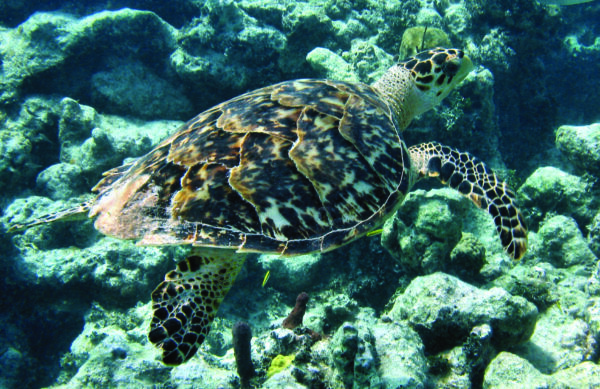 An image of Hawksbill sea turtle