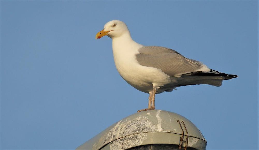 An image of a Herring gull, a large white bird with a yellow beak and grey wings