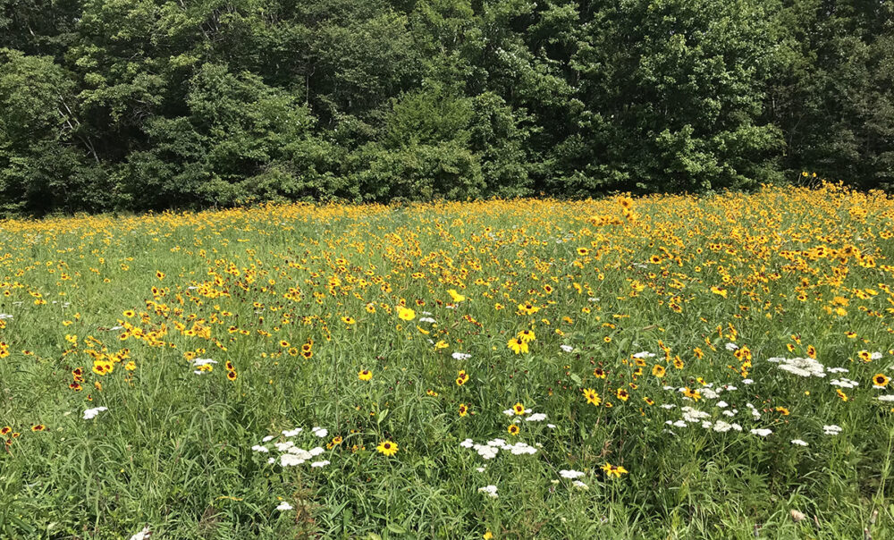 The grown wildlife pollinator plot filled with yellow and white flowers