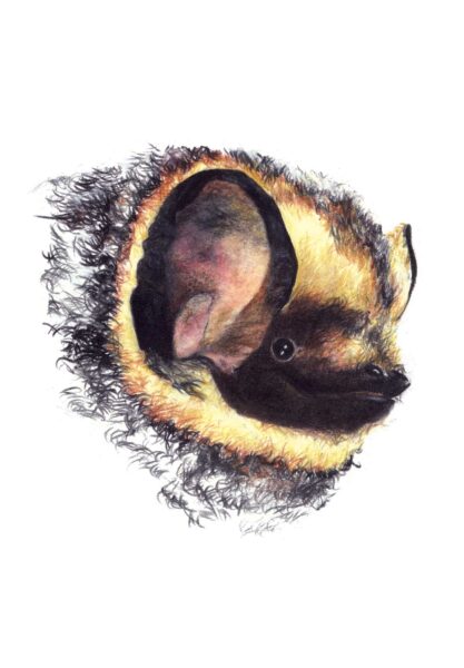 An image of Hoary Bat