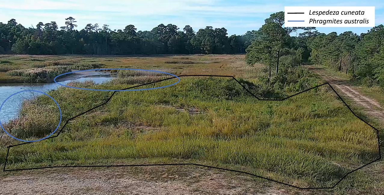An image of some areas of Hog island that will undergo restoration work to prioritize two species