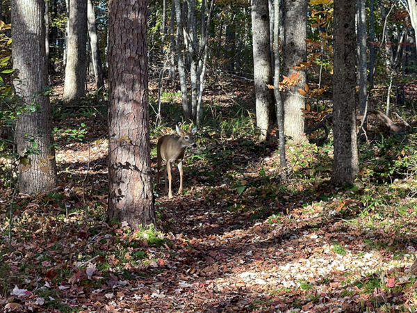 White-tailed deer are abundant in the park. Photo Credit: Lisa Mease