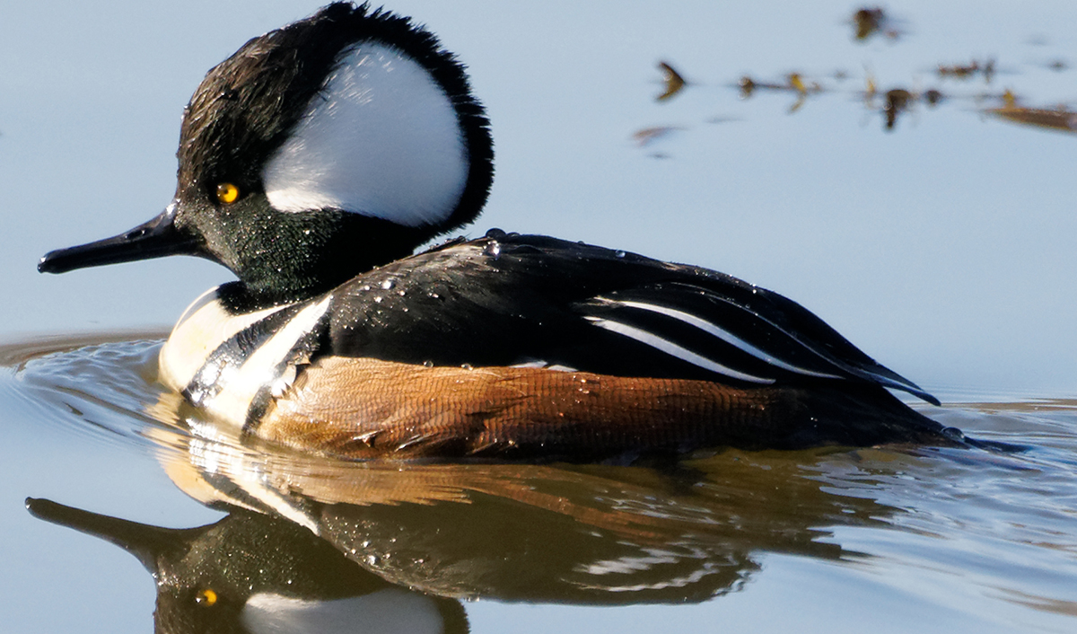 A photo of a hooded mersenger (a variety of duck)