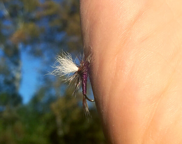 An image of a purple and white fly-fishing hook embedded into a hand