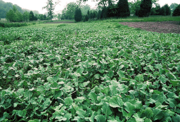An image of a patch of grown food crops