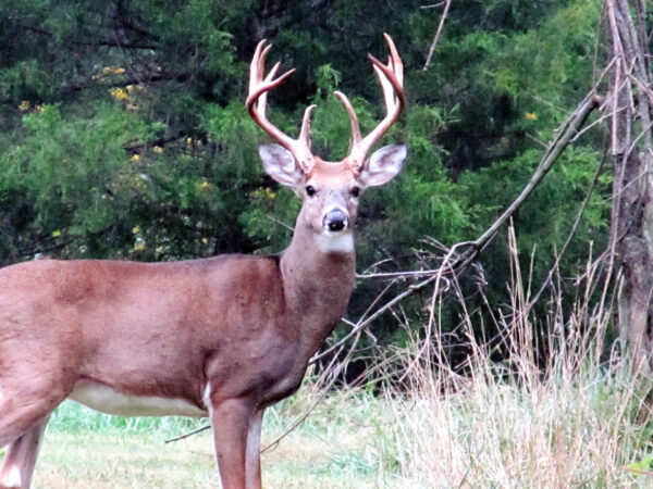 An image of a 4.5 year old buck looking at the camera