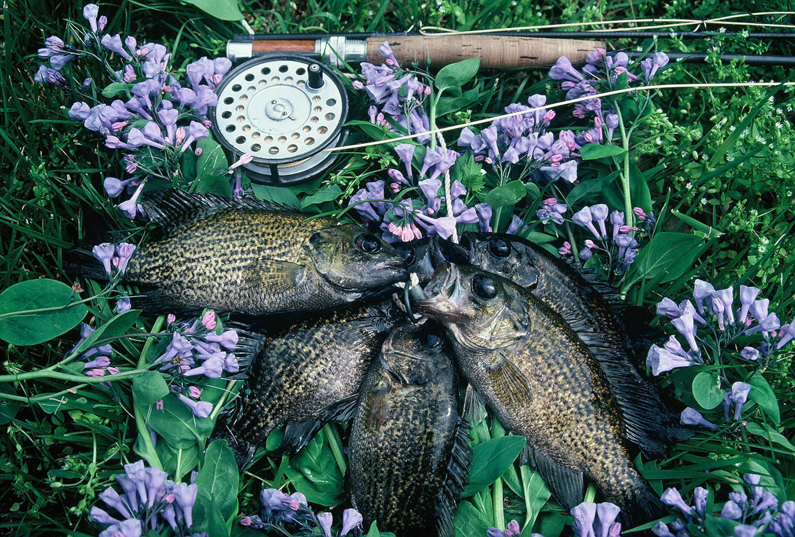 An image of several rock bass on flowers next to a fishing rod