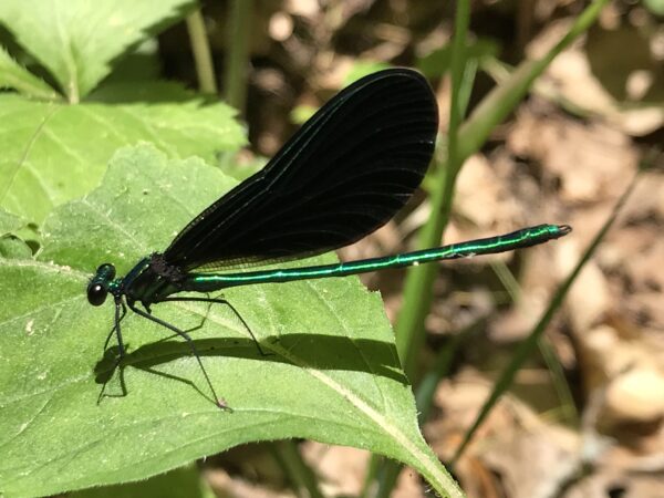 An image of an ebony jewel wing damselfly; a black dragonfly like bug with a green stripe along it's abdomen and head