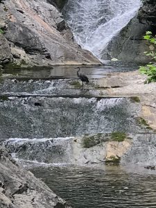 An image of a great blue heron fishing in the waters of Natural bridge