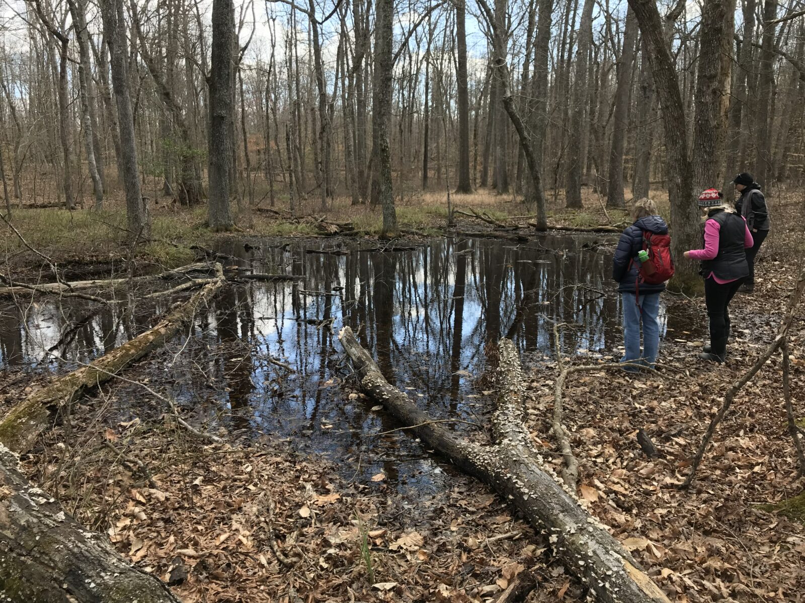 A group of people standing around a vernal pool in a hardwood forest; vernal pools look like really large puddles, just quite a bit bigger.