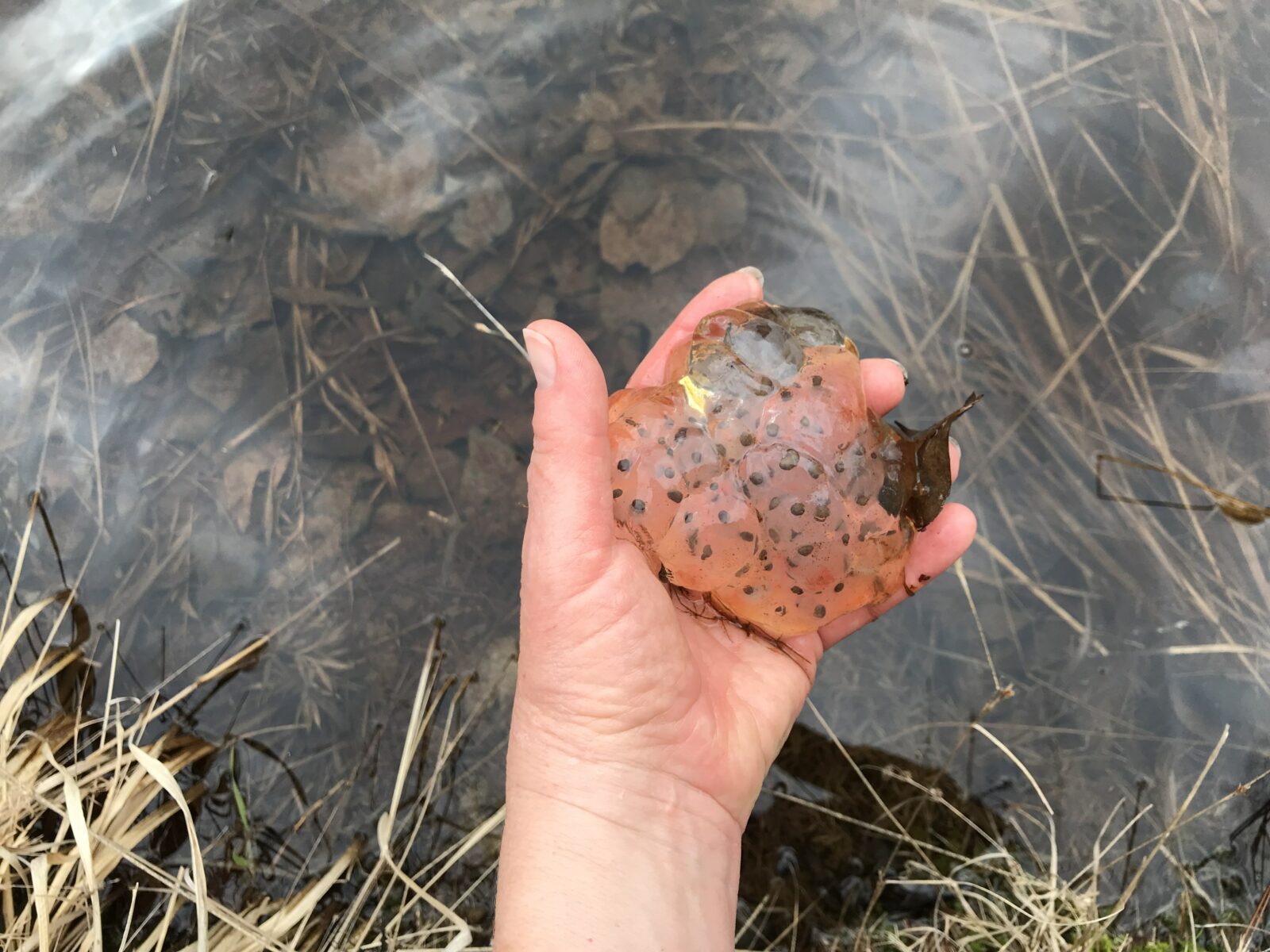 Seen a Salamander? Vernal Pools are Unique Habitats | Virginia DWR