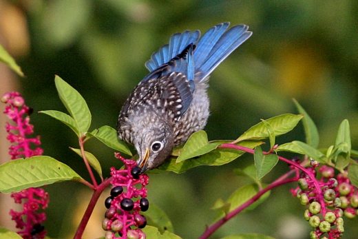 Eastern Bluebird fledgling eating pokeweed berries 