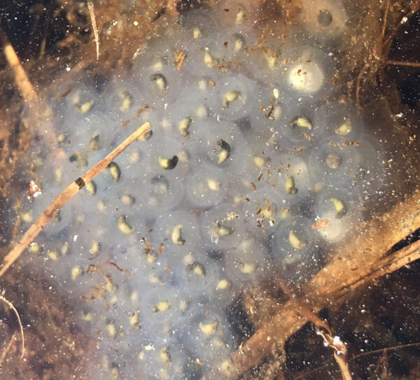 A close up of the young spotted salamanders in their milky egg cases, they are black with a yellow spot where their tail is forming.
