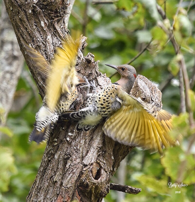 An image of two northern flickers fighting on a tree