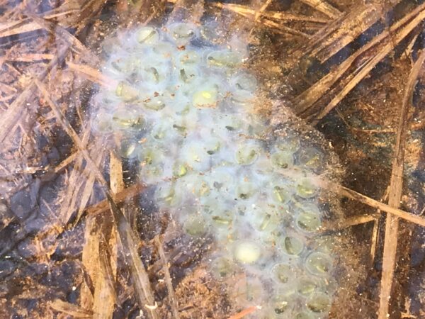 an image of now clear off-yellow spotted salamander larvae; their nesting material has turned a milky white in color