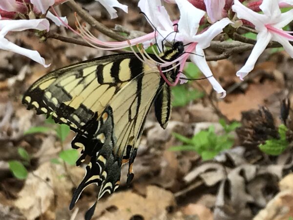An image of an eastern tiger swallowtail eating nectar from a pinxter bloom azalea