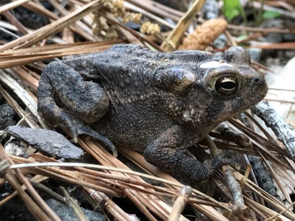 An image of a toad on some pine needles; many animals will dwell within the confines of a rain garden.