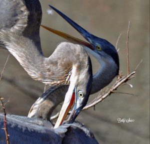An image of two great blue herons fighting