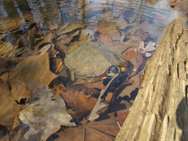 An image of an adult wood turtle underwater; they often forage for food in the rivers and lakes.