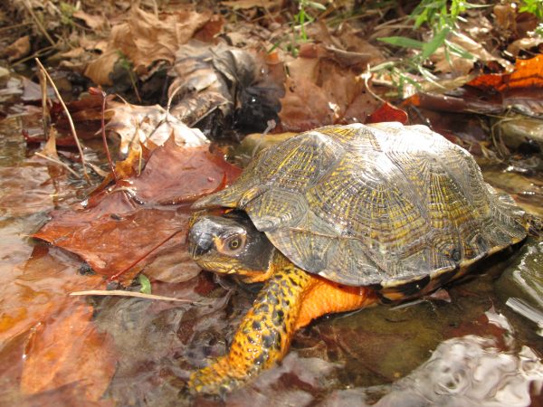 An image of an adult wood turtle in a stream laden with leaves; the turtle has a brown shell with yellow highlights allow the growth lines; it's body is a bright orange with brown-black plates where it's scales are thicker.